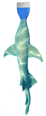 shark w/ chisel mouth