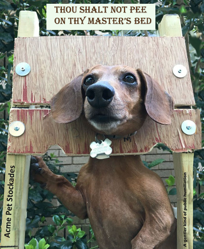 My Daschhund being "punished". 2001. Jack Ritter. www.houseofwords.com